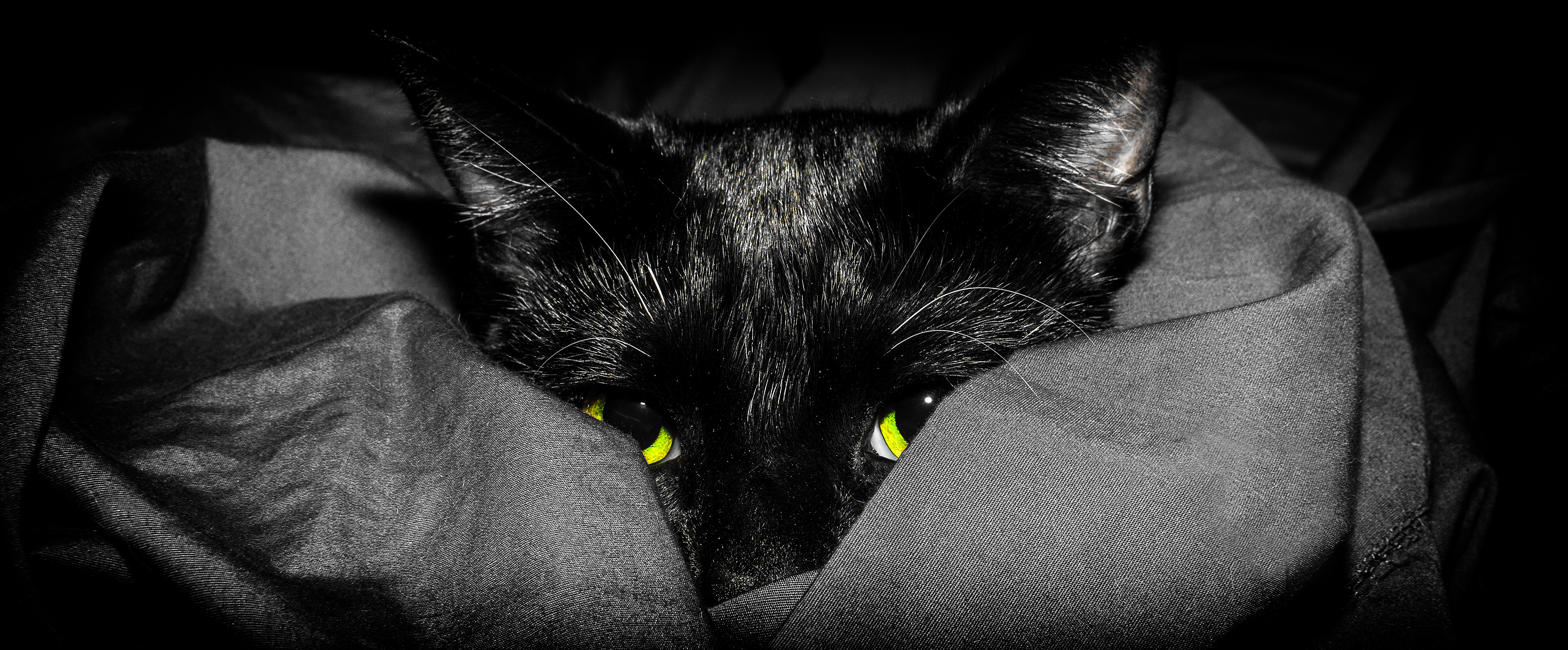 Here kitty kitty kitty...